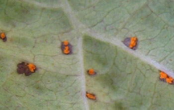 ガーデニングQ＆Aアースガーデン ～園芸用品～アース製薬株式会社