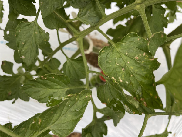 トマト・ミニトマトの葉に白い斑点が原因は？ 移動後や定植後の葉焼けについて水耕栽培Ｑ＆Ａ