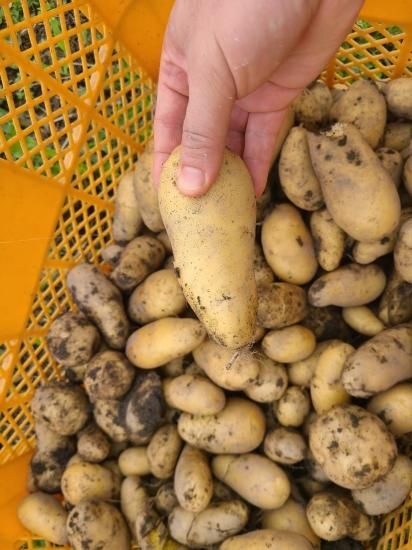 ネコろんで読む英語コラム7 メークインとメインクーンオトナの毎日