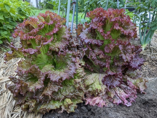 レタスの仲間 レタス・サニーレタス・サンチュ・サラダ菜Lettuce: 花・花・花 by Zauber