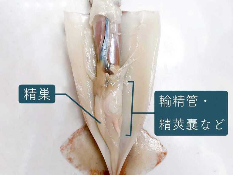 おつまみ 炙り イカなんこつ 132g こんがり 香ばしい コリコリ 北海道函館製造 イカ軟骨 焼きいか お試し : 函館 マルユウ漁業部 - 通販- Yahoo!ショッピング