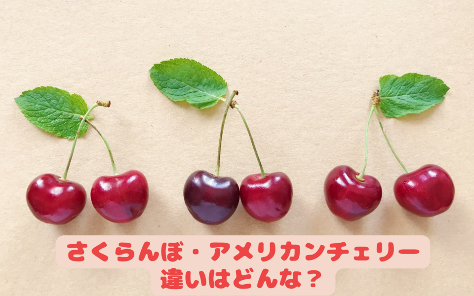 アメリカンチェリー さくらんぼ イラスト リアル セット194334894 毎月1点無料 フリー のストックフォト イメージマート