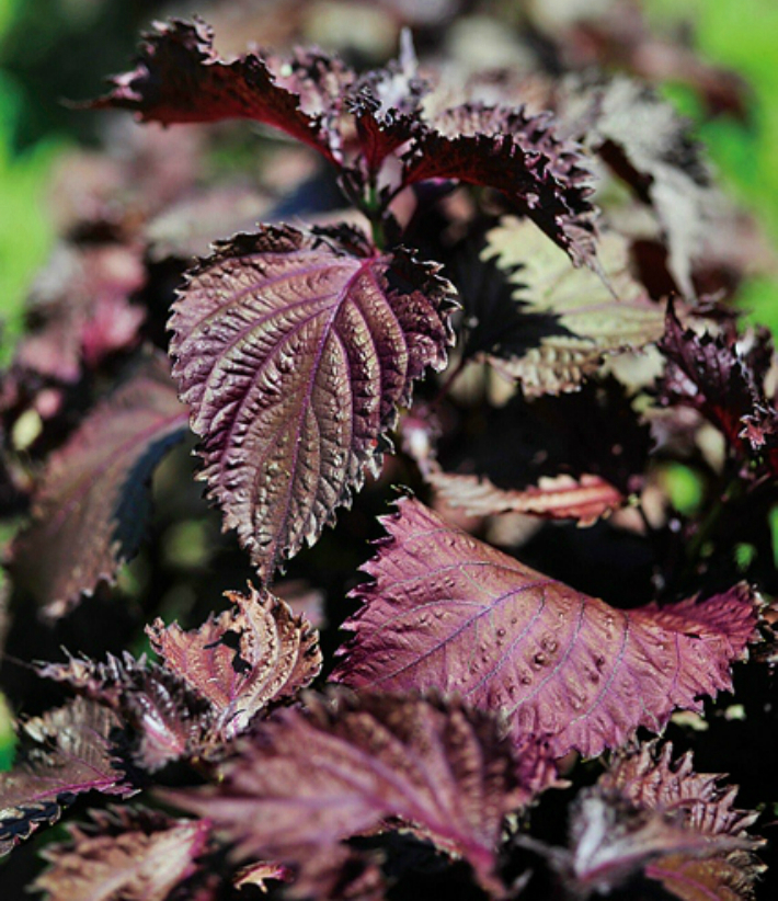 やさお酢」と「ロハピ」どっちを買ったらいいの？ 家庭菜園の悩みをアース製薬に聞いてみたとなりのカインズさん