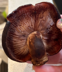 しいたけが茶色に変色 食べられる？原因と対処法は？ - Fily