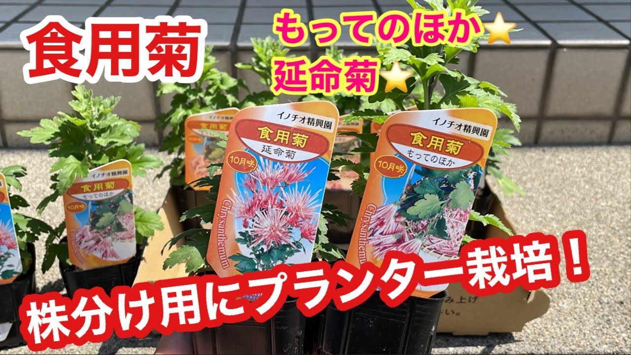 食用菊の栽培方法！植え替えの時期・手順や株分けでの増やし方を紹介BOTANICA
