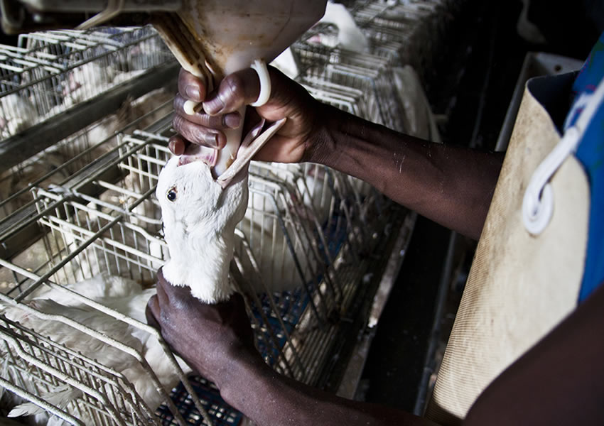 フォアグラのテリーヌプロレシピブログ 艸SOUの作り方