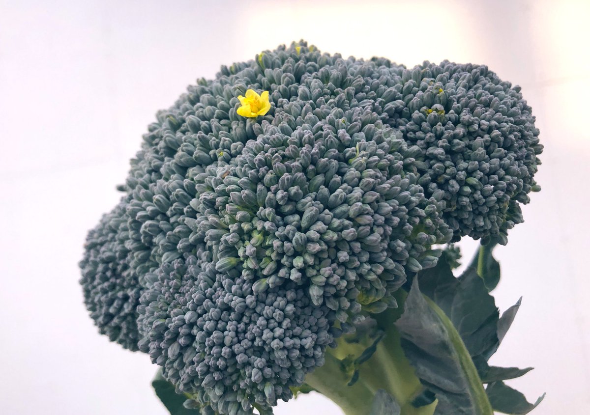 ブロッコリー 何もしないと花が咲いてしまいます 収穫タイミングと見極め方 - YouTube
