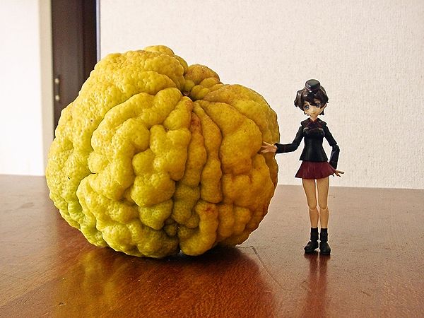 鬼柚子で豪快に柚子湯♨️さが農村ひろば