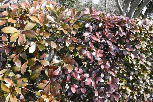 モッコクとトベラ・シャリンバイ・モチノキの違いは？似た種類の見分け方を解説！モッコクは生物界でも珍しい「雄花両性花異株」だった！？果実は鳥を騙していた！？Ecological Notes Web