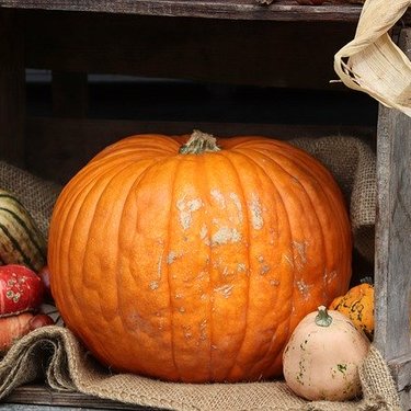 かぼちゃにカビが！上手に取り除けは食べられる？カビの見分け方も紹介BOTANICA