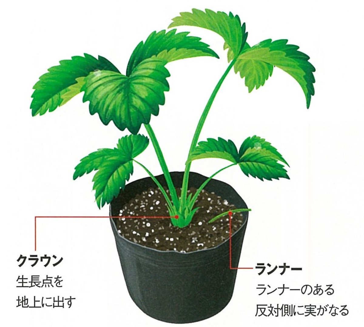 いちごの育苗の流れ高橋種苗店いちご栽培,いちご育苗,微生物