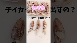 これが基本！イカの捌き方