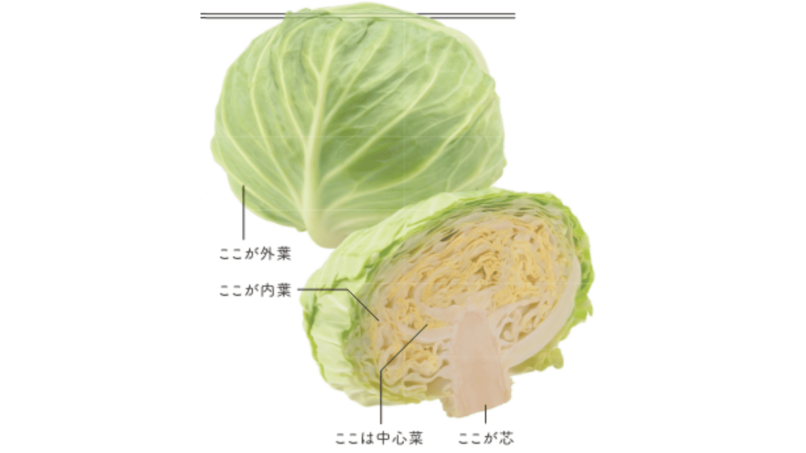 キャベツ素材別 野菜cotogoto コトゴト