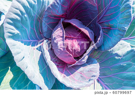 紫キャベツ液の変色パターンの覚え方！小学生 理科公式 家庭教師のアルファ-プロ講師による高品質指導