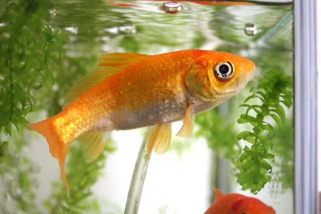楽天市場 金魚 飼育セットの通販