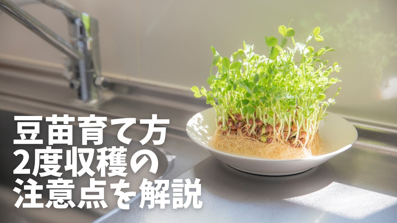 食べた後の豆苗を4ヵ月育てたら まさかの変貌ぶりに253万再生「知らなかった！」「まるで出世魚のよう」「こんな立派になるなんて」オリコンニュース ORICON NEWS