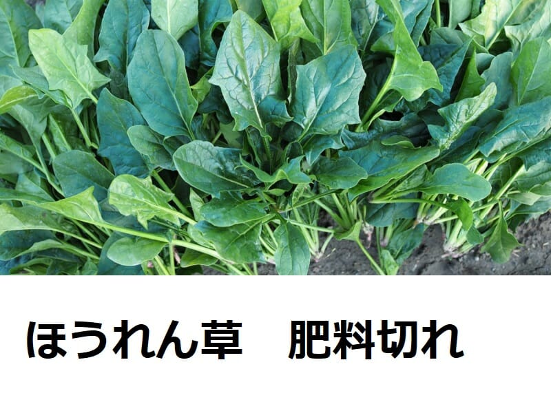 ほうれん草の冷凍＆冷蔵保存 茹でて冷凍は1カ月もつ！カゴメ株式会社