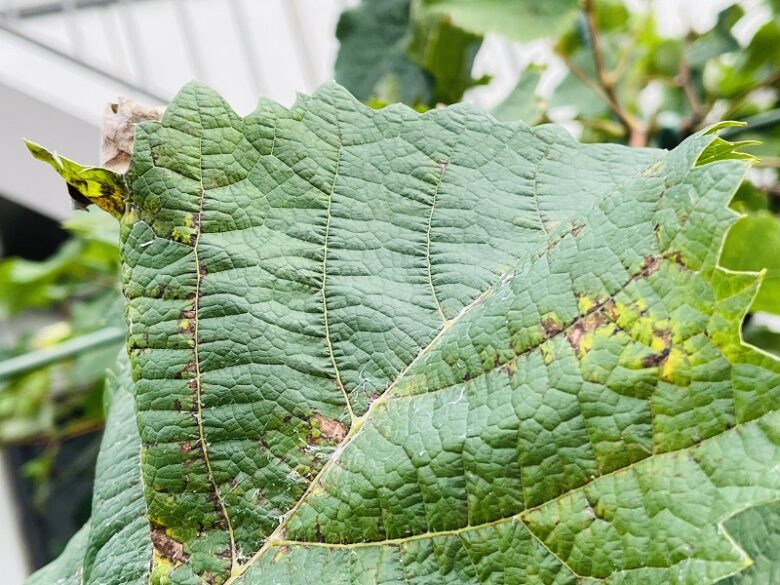 シャインマスカットの病害虫被害状況 - さぁて、畑へ行こう