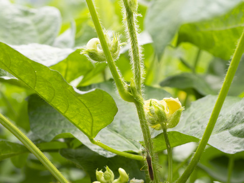 小豆 大納言 ５００ｇ入 令和６年産自然栽培いつくの郷 online-shop ～子供から大人、全ての生き物に安心をお届けする自然栽培 ＆天日干しを実践～