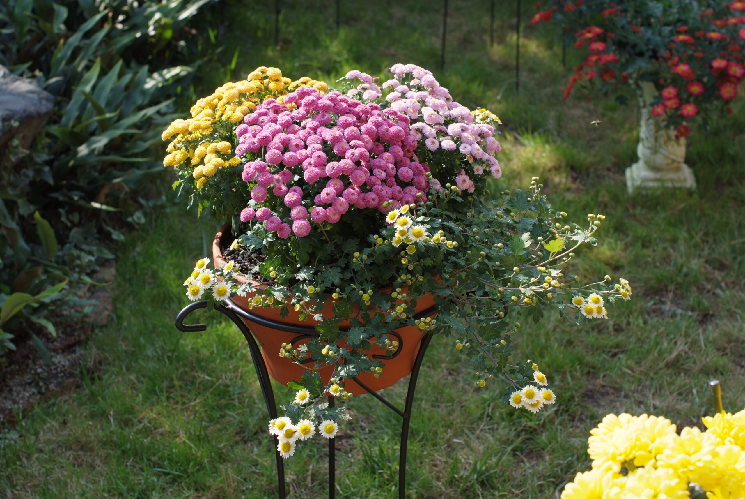 食用菊の栽培方法！植え替えの時期・手順や株分けでの増やし方を紹介BOTANICA