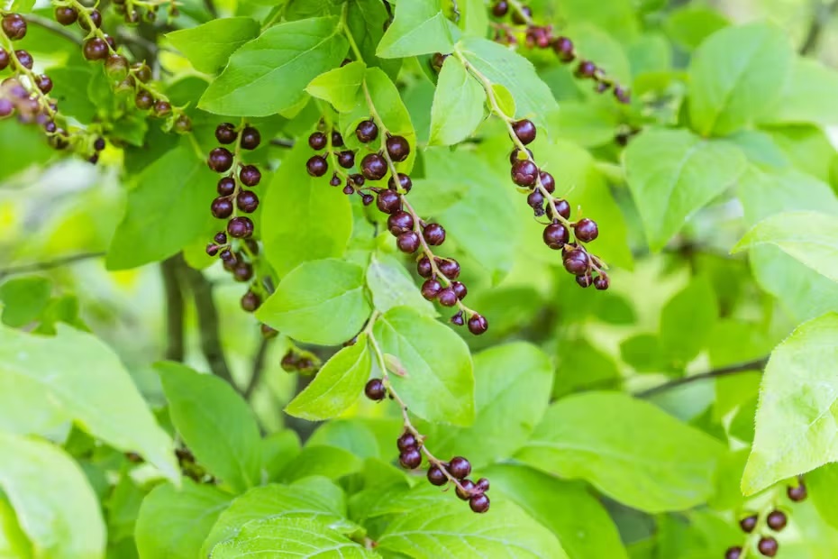 フルーツ育成日誌⑨ 新しいフルーツが到着！だいわフルーツパーク