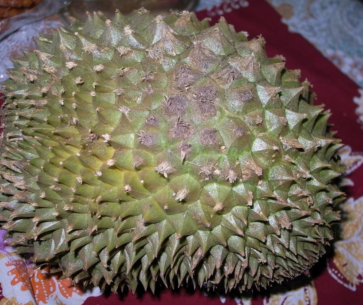 ジャックフルーツは臭い匂い！ドリアン似？食べすぎると下痢に！食べ方と食べ頃お役立ち！季節の耳より情報局