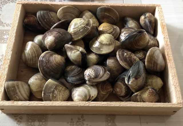 ハマグリの保存方法下処理をしてから保存すればおいしく長持ち！コジカジ