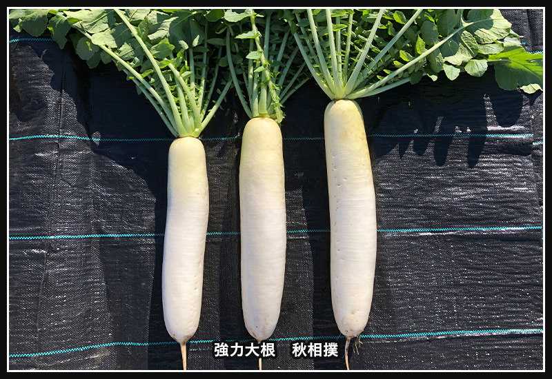 プロに聞く ダイコン 大根 の栽培方法とおすすめ品種 よくある失敗「空洞症」はなぜ起きる？マイナビ農業