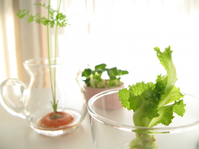 ♻🥕🥦️「リボベジ」とは、 リボーンベジタブル 再生野菜 の略。 切り落として捨ててしまう野菜のヘタや 根の部分を、もう一度再生して育てたり、鑑賞するのにぴったりなガラスの器です🌿 サスティナブルな取り組みを 気軽に始めてみよう♪spiceoflifeスパイスオブ
