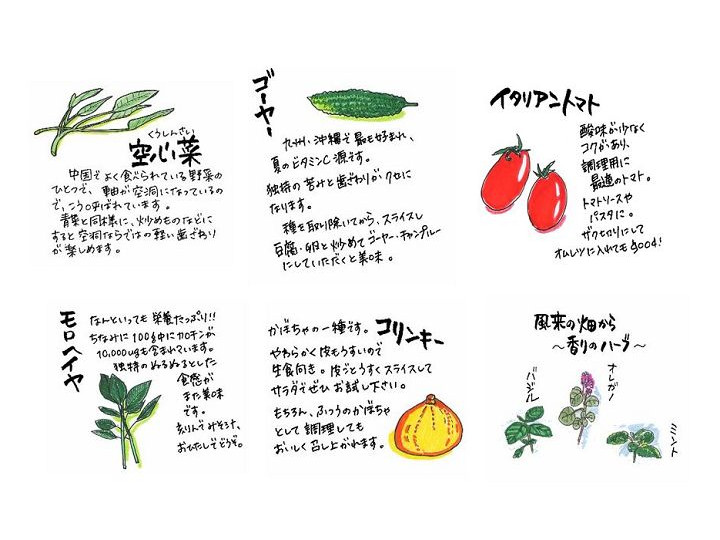 葉物野菜のイラストのイラスト素材・ベクター Image 190870285