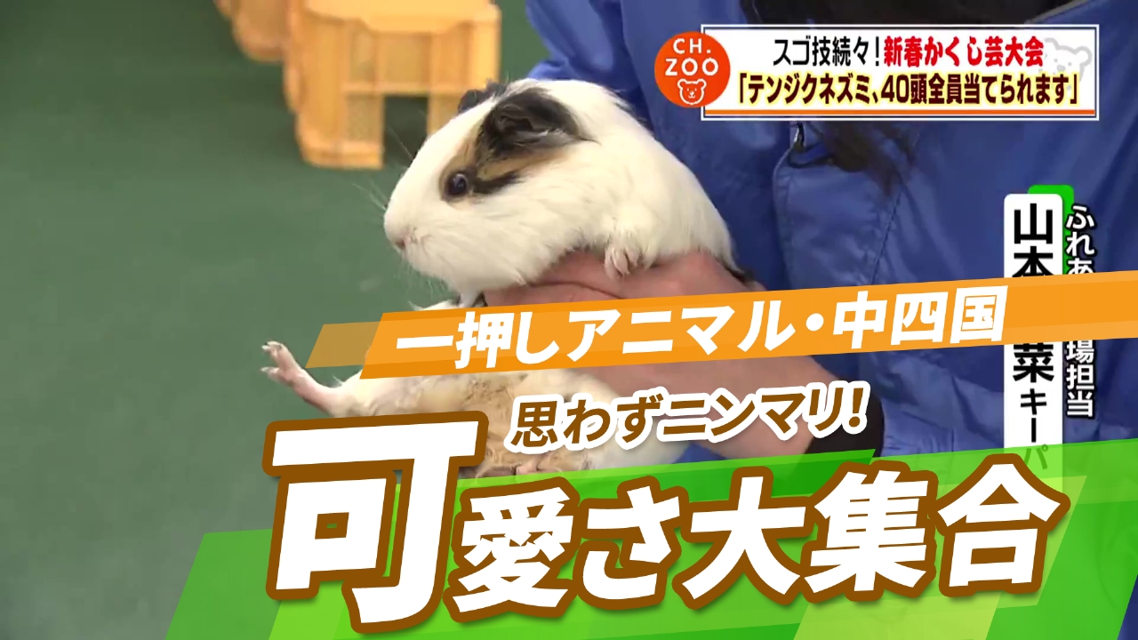 唐辛子はネズミ避けや追い出しに効く？対策に使う方法をプロが解説害獣BUZZ - 協会加盟店&長期保証で安心の専門業者