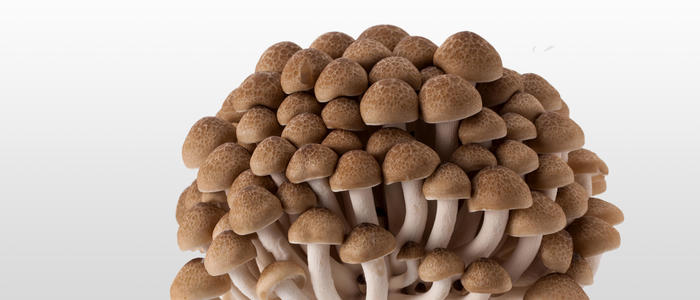 宇陀市産 ぶなしめじ 150g × 16パックキノコ倶楽部 しめじ キノコ きのこ 菌床 鍋料理 鍋 送料無料 農家直送 ふるさと納税詰め合わせ 奈良県 宇陀市 - 奈良県宇陀市ふるさとチョイス - ふるさと納税サイト