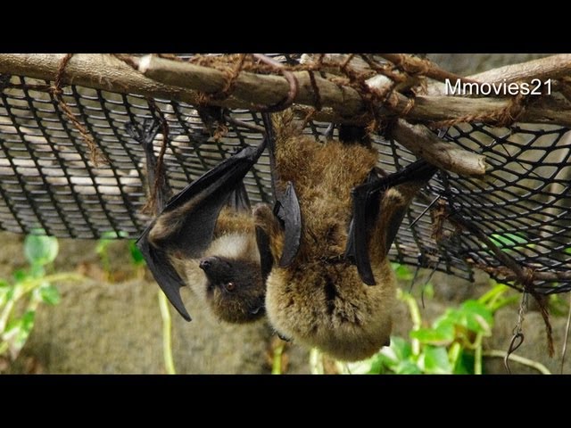 カンヒザクラの花を食べるオリイオオコウモリ 32079000388 の写真・イラスト素材アマナイメージズ