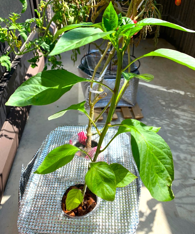 意外と簡単！ピーマン・パプリカの水耕栽培ガイド水耕栽培ラボ