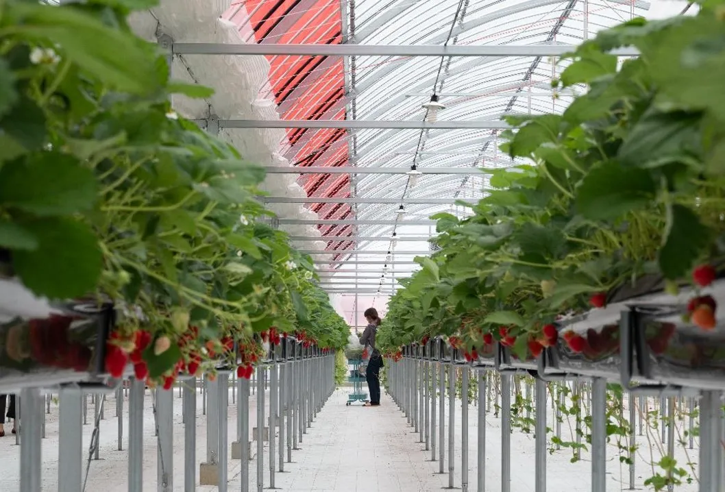 いちごの親苗を定植して約1か月経ちました🍓🌱 最近の暖かさもあり元気よく育ってくれています！ 少しずつですがランナーも出てきました✨ 立派な苗になるよう大切に育てていきます☺️いちごの里いちご苗成長ランナ