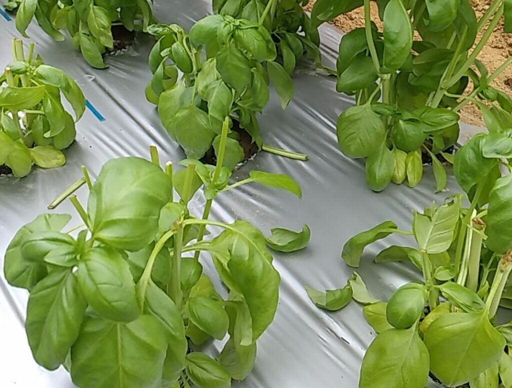 バジルの育て方が簡単にわかる！種まきの時期や冬の越し方は？HORTI by GreenSnap