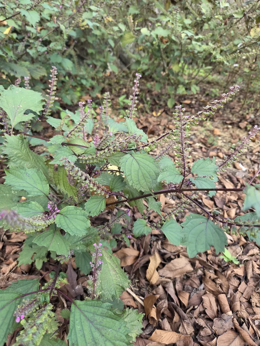 葉も花も！ 和ハーブ・シソを食べ尽くそう！ シソの実の塩漬け+シソ餃子の作り方GardenStoryガーデンストーリー