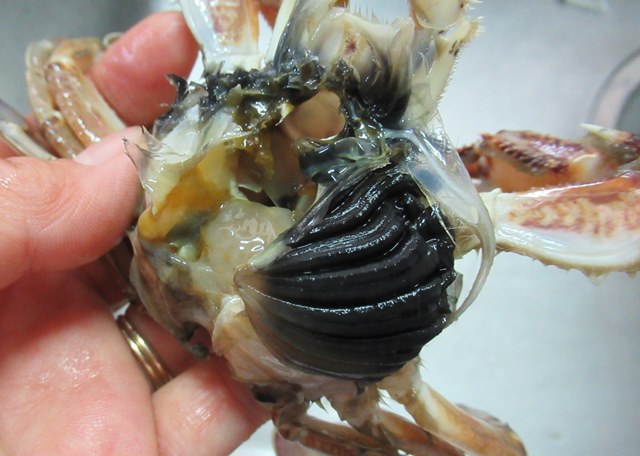 生ずわいがに 解凍方法の説明と黒変について 自然解凍はNGです！！ 匠本舗-匠本舗情報局 たくじょー！