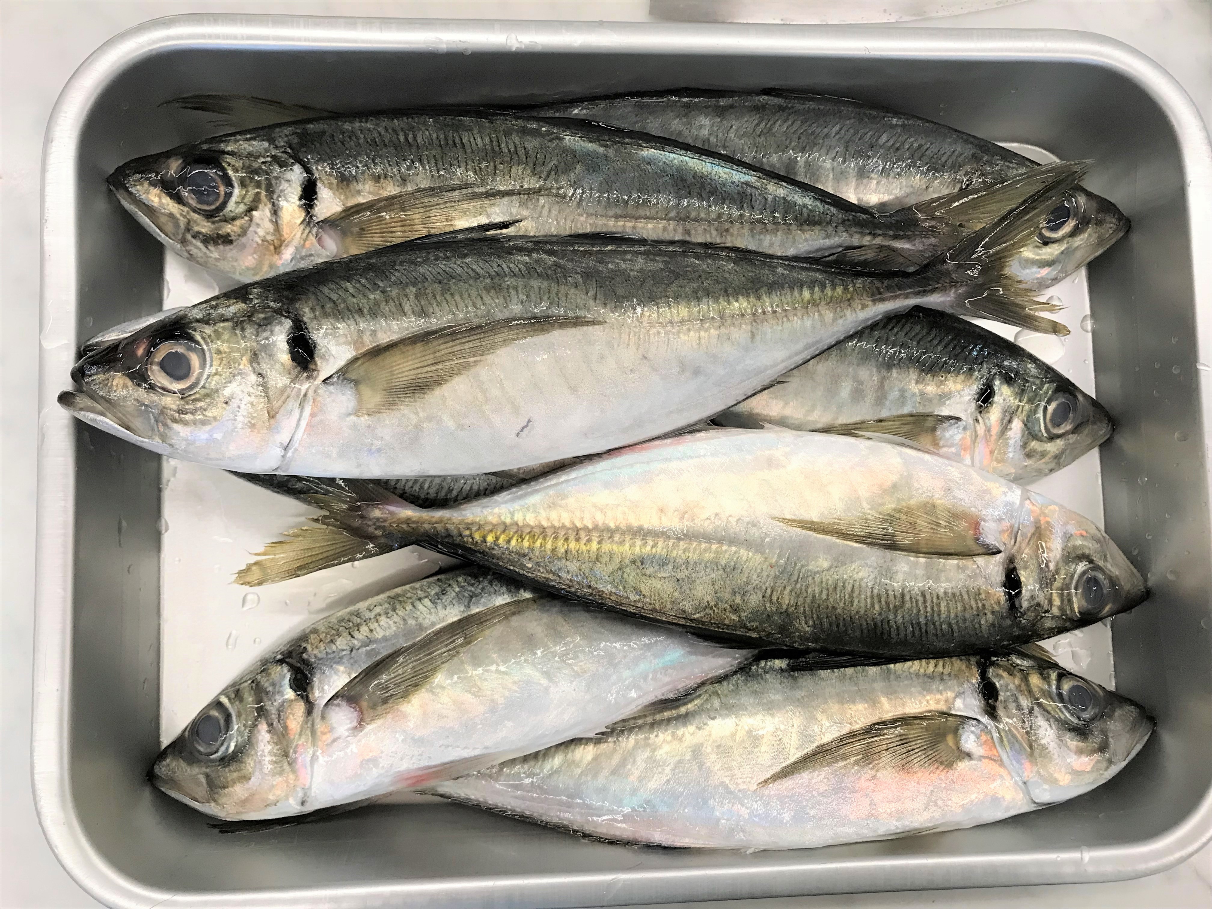 鯖 サバ の一夜干しの作り方ケサンの部屋