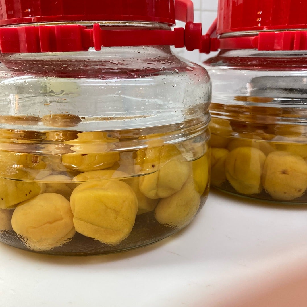 MOSH: ＼自宅でいつでも 干さない梅干し動画講座時本千栄