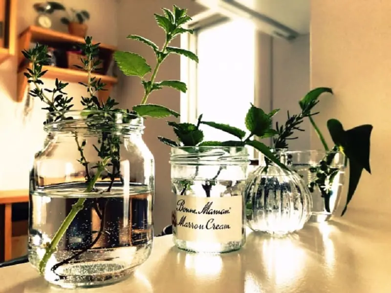 水耕栽培でパプリカを種から育てる方法 124日の栽培記録まりもの暮らし