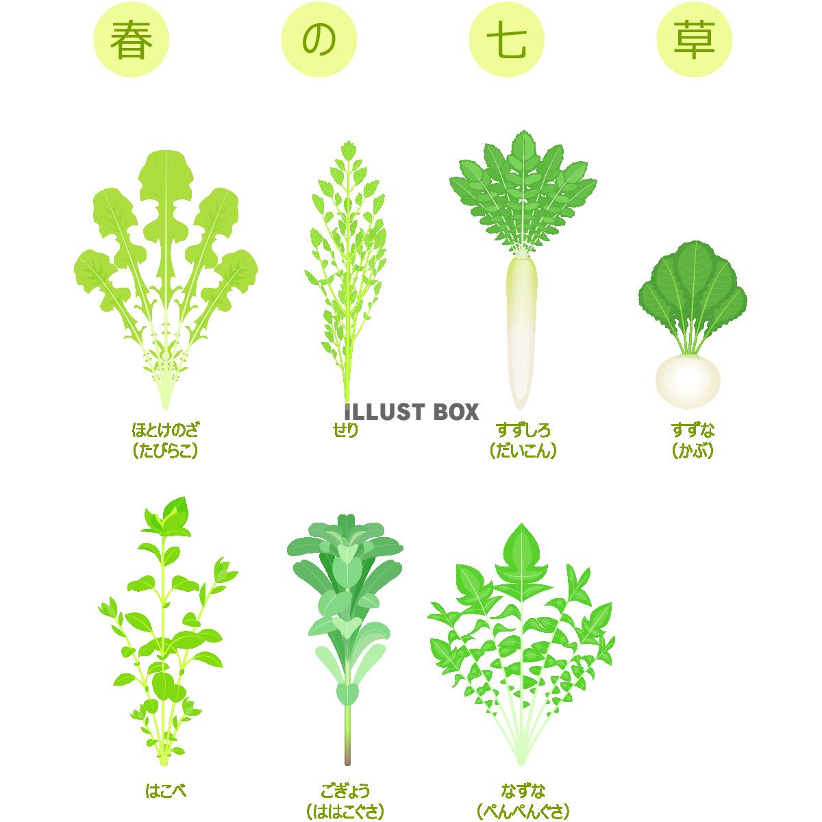 七草イラストのイラスト素材73071594- PIXTA