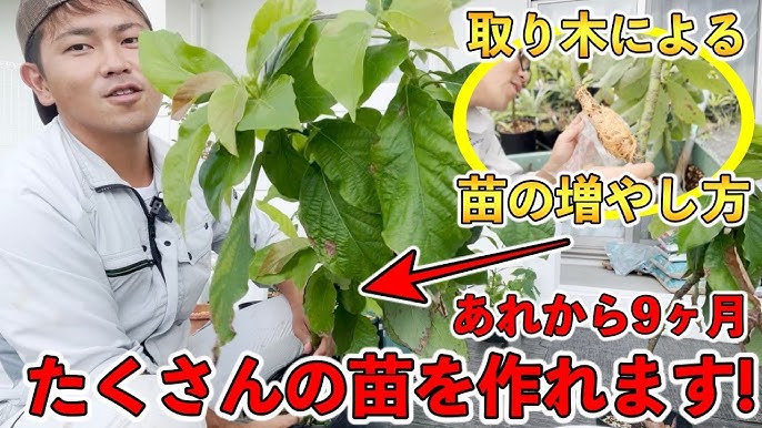 アボカド栽培29 挿し木やってみました！アロエも使って！ 動画解説糸満フルーツ園 けんちゃん