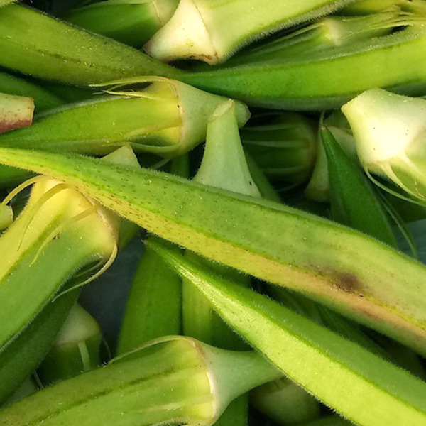 症状からわかるオクラの病気農業・ガーデニング・園芸・家庭菜園マガジン AGRI PICK