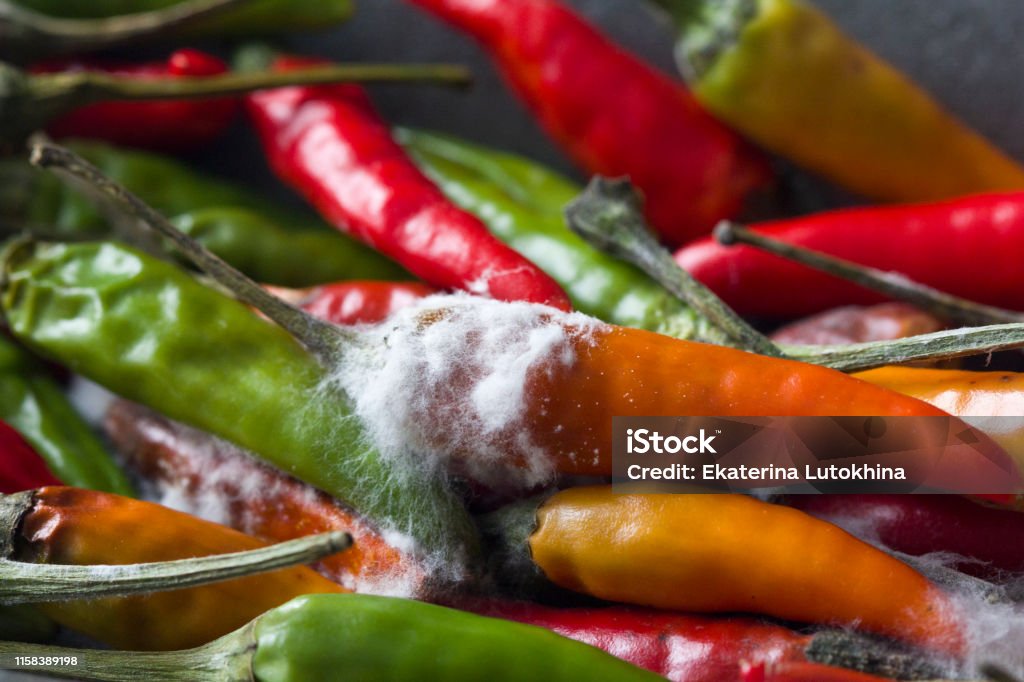 カビ毒の危ない健康被害アフラトキシン自然界最強の発がん性物質！食環境衛生研究所