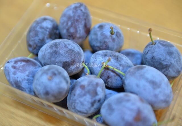 パッションフルーツの苗 紫と黄色セット 品種:エドゥリス赤紫1個 エドゥリス黄1個 合計2個果樹の苗木 10.5cm お買い得2個セット植物のＩＴＡＮＳＥ 全品送料無料・即出荷