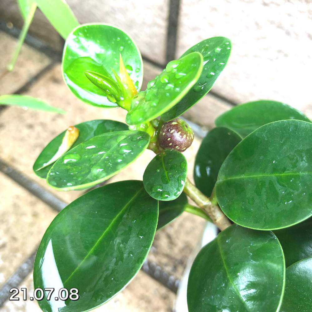 ガジュマルを種から育てたい❤️成長記録 🍀GreenSnap グリーンスナップ