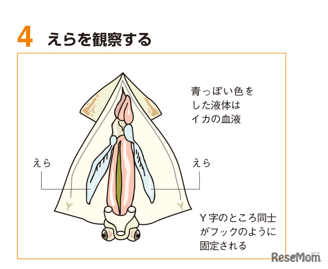 あみこ☕️📚『世界の食器図鑑』9 24刊行 on X: 