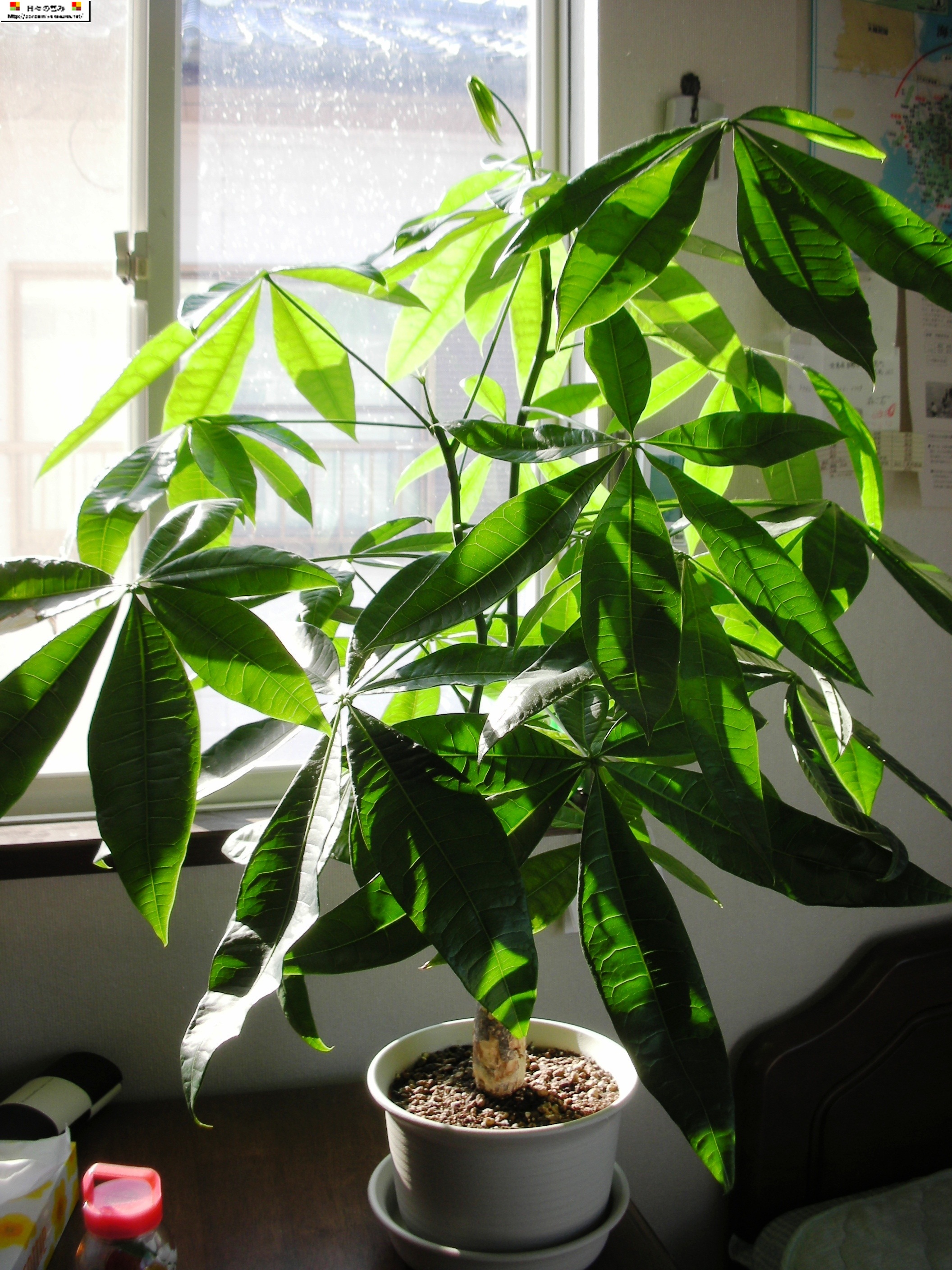 パキラとカイエンナッツの違いは？花が咲いて実ができたら種まきもできる