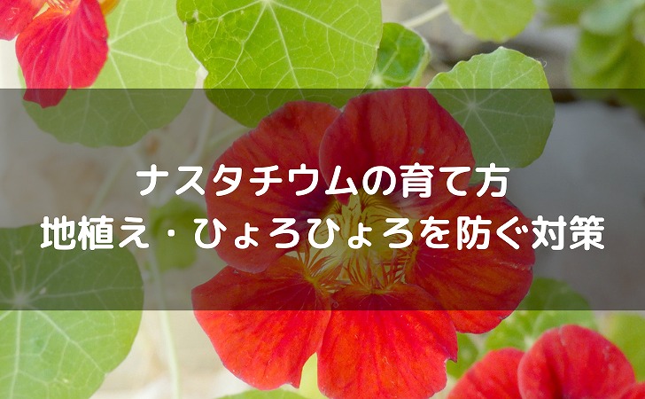 ナスタチウムの食べ方、ナスタチウムは花、葉、実が食用になる、ナスタチウムの育て方と食べられないナスタチウムに要注意Balcofarmベランダガーデニングのブログ